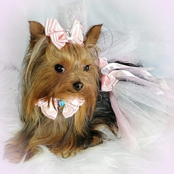 Meet your Posher, Rahjeena - Picture 11 of 16